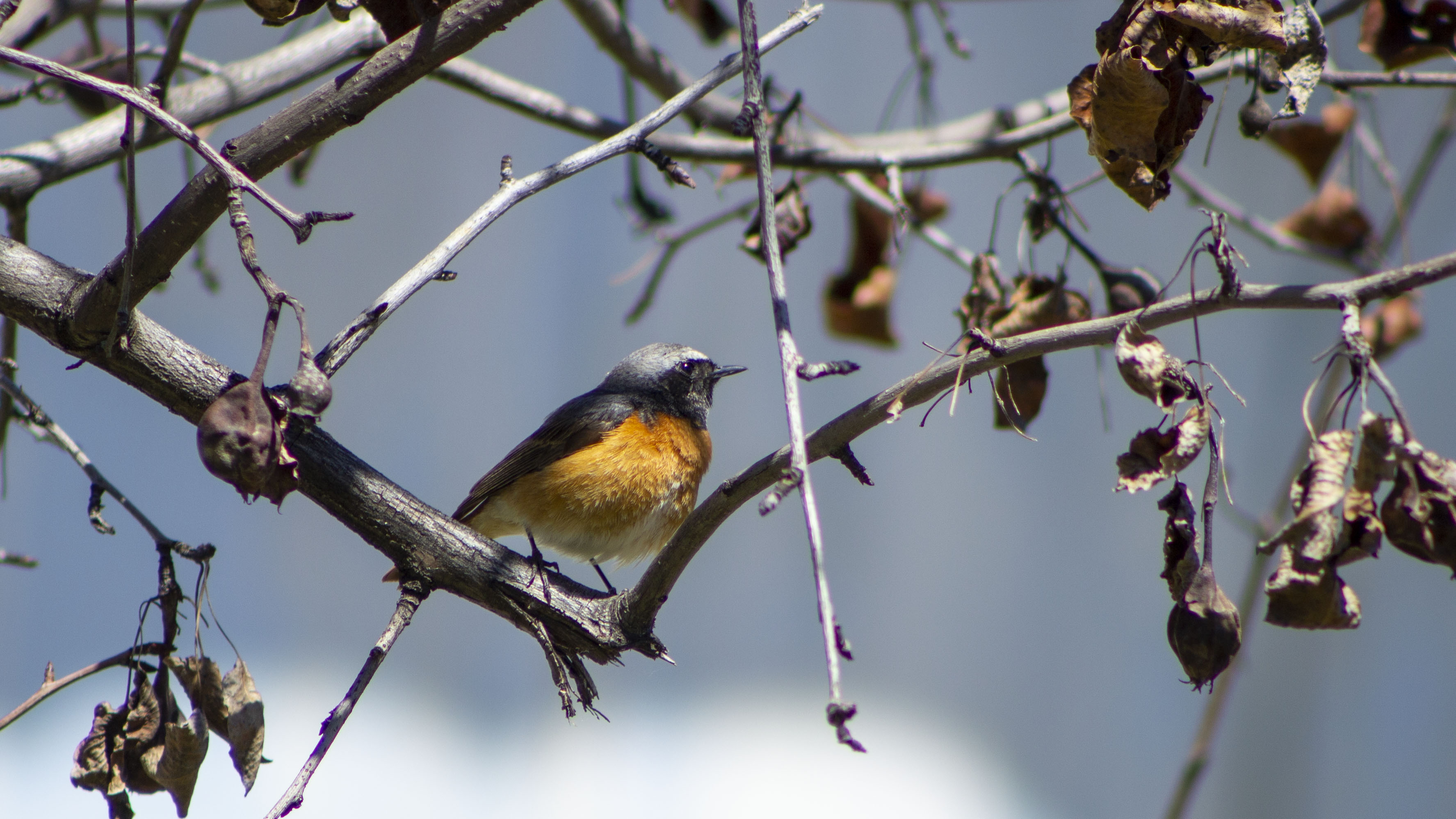 Black Redstart